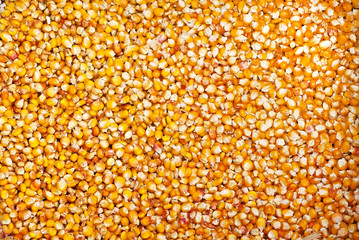 lots of corns or maizes as background