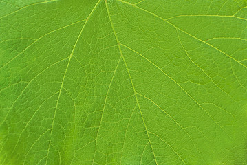 Close up of green leaf texture for background