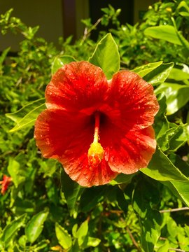 Red Hawaiian Flower
