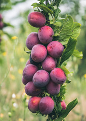 Colorful ripe lilac plum in the garden