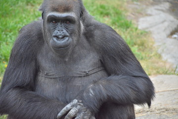 gorille