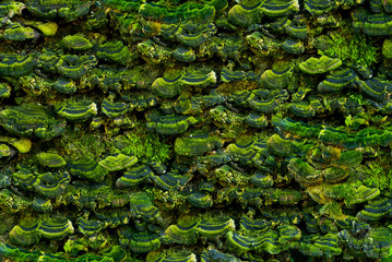 the texture of green mushrooms on the bark of a tree