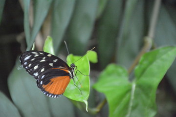 papillon