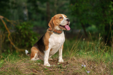Dog portrait Beagle in the green grass on the background of the forest in the evening at sunset