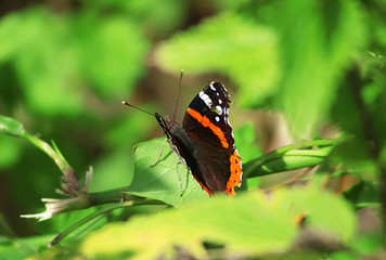 Fototapeta na wymiar Vanessa atalanta, the red admiral or previously, the red admirable on the leaf
