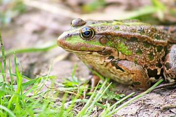 The marsh frog (Pelophylax ridibundus belongs to the family of true frogs) in the mud