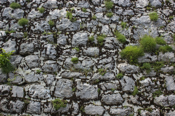 old gray medieval brick wall background texture and green plants with empty space for copy or text