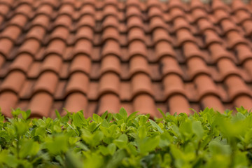 soft focus green plants on foreground and red roof background texture wallpaper concept with empty space for copy or text
