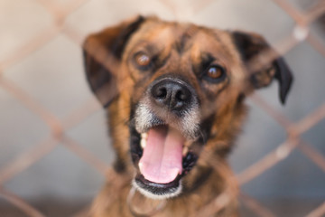 The dog in captivity