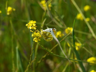 mariposa amarilla y flores amarillas