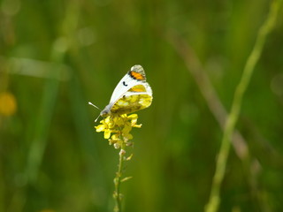 mariposa blanca y amarilla 