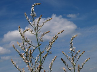 flores blancas y nubes