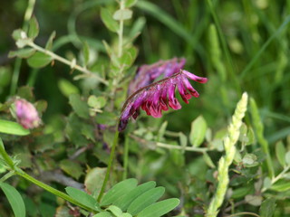 flor morada