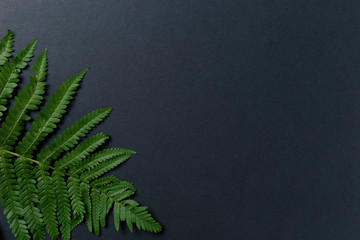 fern leaf on dark background. Top view