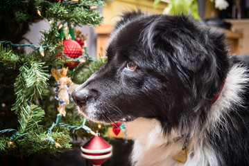 Close up portrait of border collie dog at home next to Christmas tree.