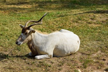 Lying Adax in the grass.