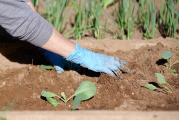 Working on garden bed. Handling plants. Close view. © Artem