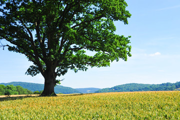 Oak tree in field of wheat