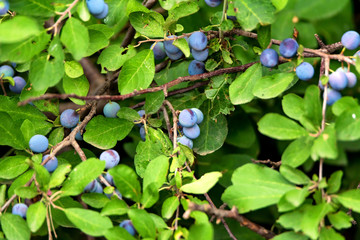 Blackthorn bush with berries