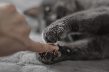  Cat's legs with claws gently squeeze the female finger. Close-up. Cat's tenderness
