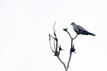 Collared dove or Streptopelia decaocto on branch
