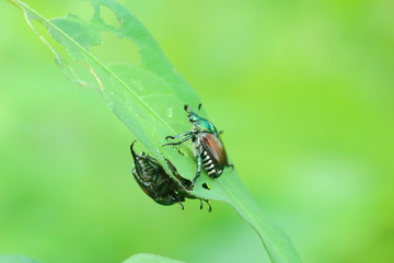 Japanese beetles mating