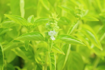 Basil flower up close