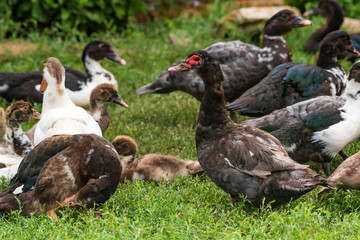 Several ducks rest on ground