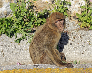 Monkey at the Gibraltar Rock