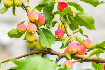 Ripening Chinese apple or Malus prunifolia