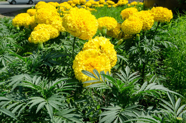 beautiful flowers growing on a flower bed, marigolds of yellow color grew in a garden