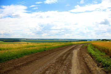 Landscape colored fields, blue sky and dirt road goes to the distance