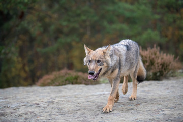 Close up portrait of a grey wolf (Canis Lupus) also known as Timber wolf displaying an agressive facial dominant expression in the Canadian forest during the summer months