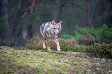 Close up portrait of a grey wolf (Canis Lupus) also known as Timber wolf displaying an agressive facial dominant expression in the Canadian forest during the summer months