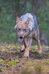 Close up portrait of a grey wolf (Canis Lupus) also known as Timber wolf displaying an agressive facial dominant expression in the Canadian forest during the summer months