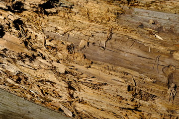 Rotten wood in a forest.