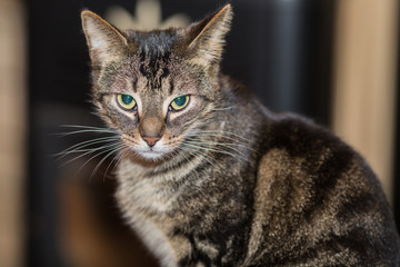 European type cat in a Belgian family