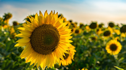 field of sunflowers