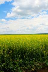 Obraz premium A blue sky, white clouds and a field of yellow flowers.