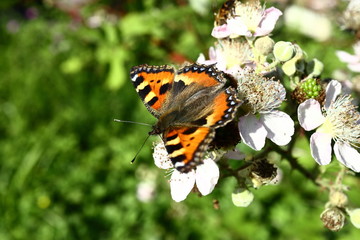 The butterfly collects nectar on the garden BlackBerry. Close up
