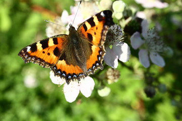 The butterfly collects nectar on the garden BlackBerry. Close up