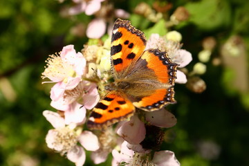 The butterfly collects nectar on the garden BlackBerry. Close up