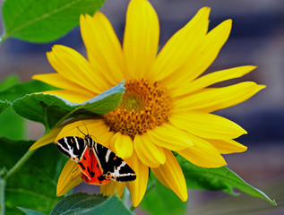 Jersey Tiger Moth (Euplagia quadripunctaria) with wings extended showing brightly colouredlower wings, while resting on a bright yellow sunflower - focus is on eye of betterfly