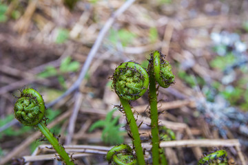 Young fern leaves