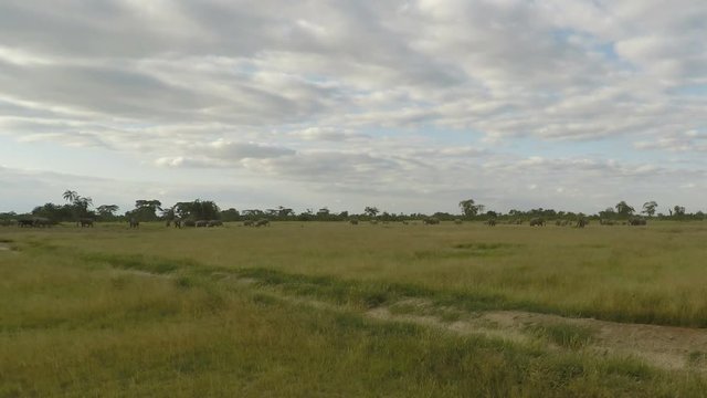 elephants in kenya