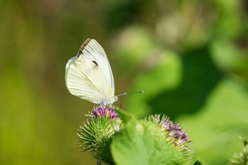 Kleiner schwarz gefleckter Kohlweißling (Pieris brassicae) Schmetterling bestäubt grüne...