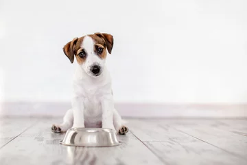 Wall murals Dog Puppy eating food from bowl