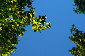 Green foliage against the blue sky
