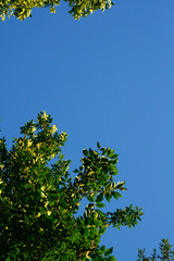 Green foliage against the blue sky