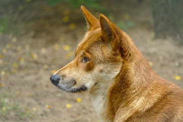 Dingo